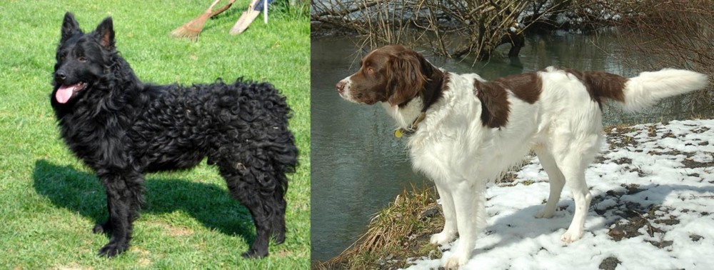 Drentse Patrijshond vs Croatian Sheepdog - Breed Comparison