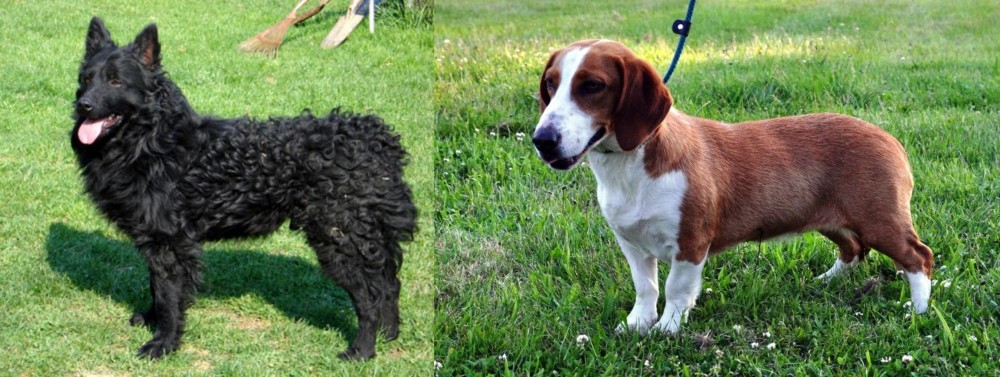 Drever vs Croatian Sheepdog - Breed Comparison