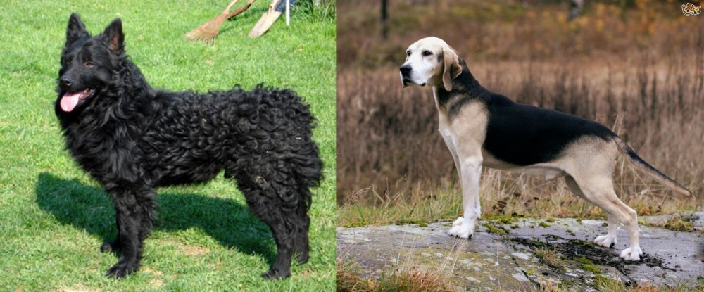 Dunker vs Croatian Sheepdog - Breed Comparison