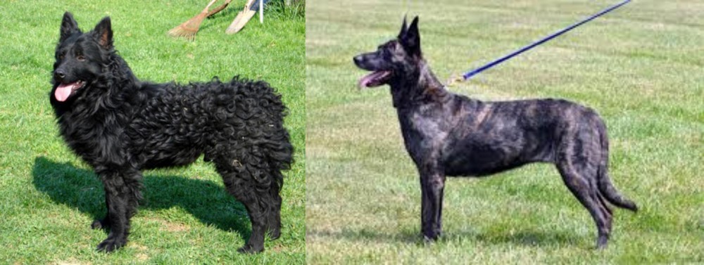 Dutch Shepherd vs Croatian Sheepdog - Breed Comparison