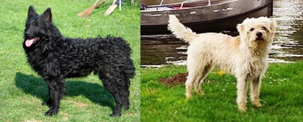 Dutch Smoushond vs Croatian Sheepdog - Breed Comparison
