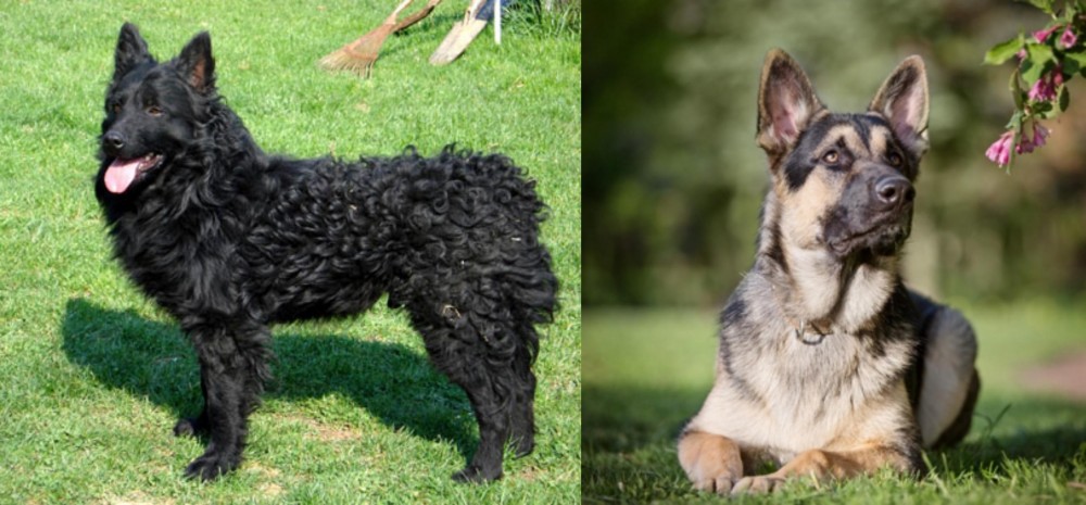 East European Shepherd vs Croatian Sheepdog - Breed Comparison