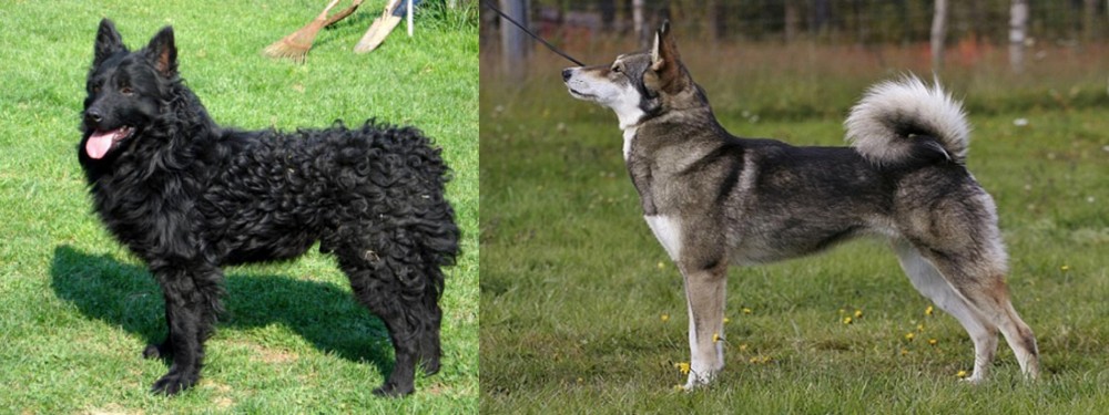 East Siberian Laika vs Croatian Sheepdog - Breed Comparison
