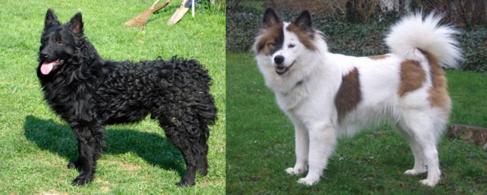 Elo vs Croatian Sheepdog - Breed Comparison