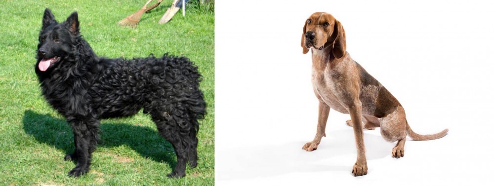 English Coonhound vs Croatian Sheepdog - Breed Comparison