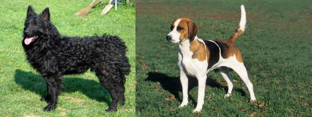 English Foxhound vs Croatian Sheepdog - Breed Comparison