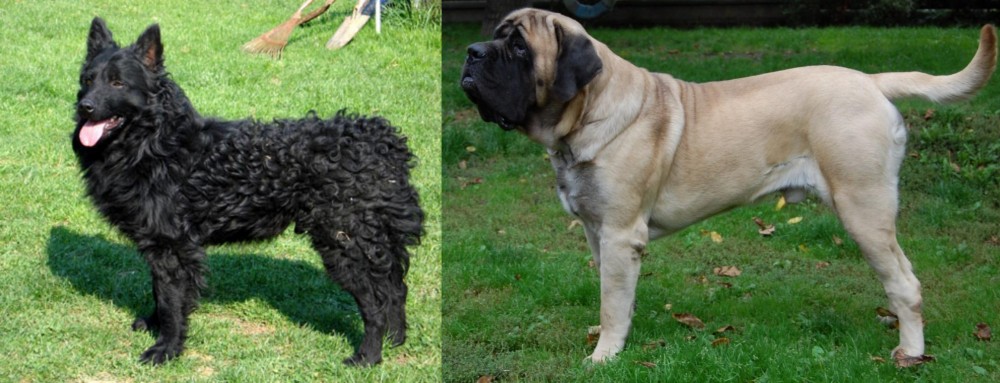 English Mastiff vs Croatian Sheepdog - Breed Comparison