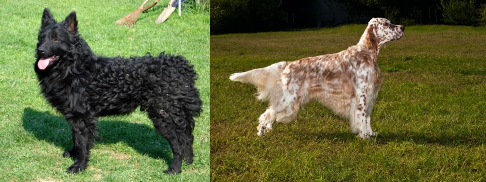 English Setter vs Croatian Sheepdog - Breed Comparison