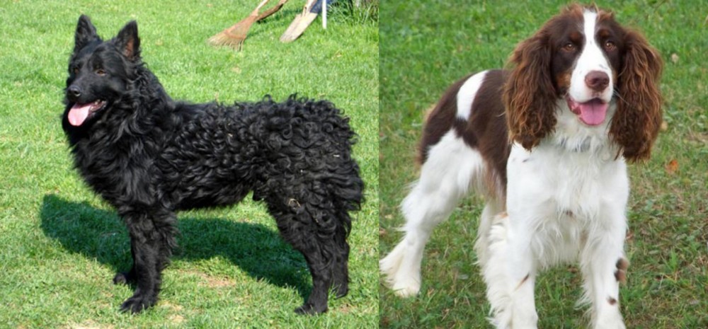 English Springer Spaniel vs Croatian Sheepdog - Breed Comparison