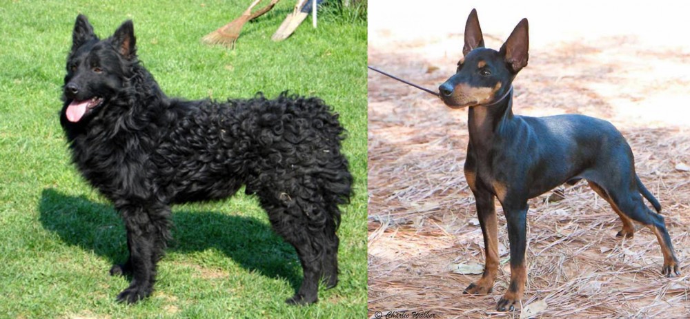 English Toy Terrier (Black & Tan) vs Croatian Sheepdog - Breed Comparison