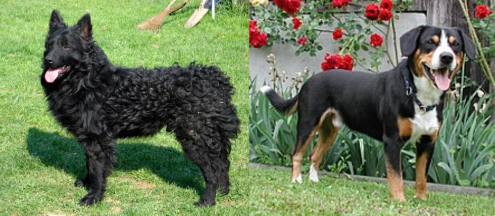 Entlebucher Mountain Dog vs Croatian Sheepdog - Breed Comparison