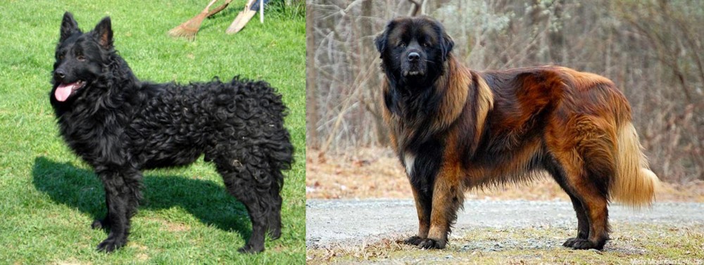 Estrela Mountain Dog vs Croatian Sheepdog - Breed Comparison