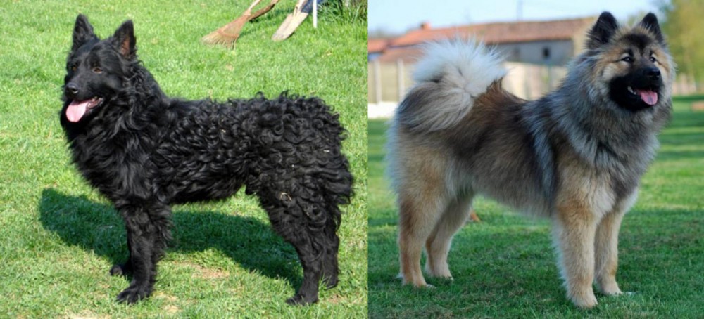 Eurasier vs Croatian Sheepdog - Breed Comparison