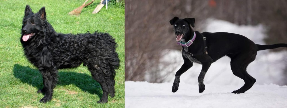 Eurohound vs Croatian Sheepdog - Breed Comparison
