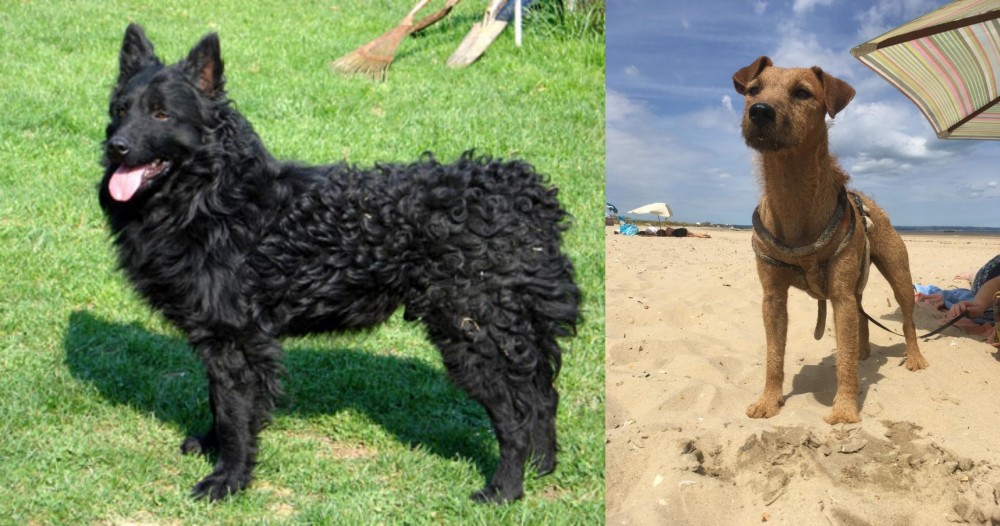 Fell Terrier vs Croatian Sheepdog - Breed Comparison