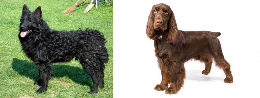 Field Spaniel vs Croatian Sheepdog - Breed Comparison