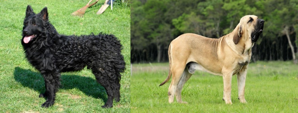 Fila Brasileiro vs Croatian Sheepdog - Breed Comparison