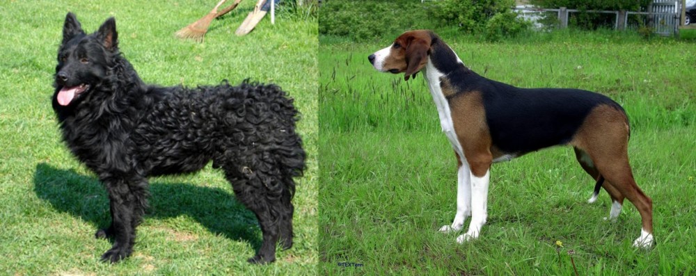 Finnish Hound vs Croatian Sheepdog - Breed Comparison