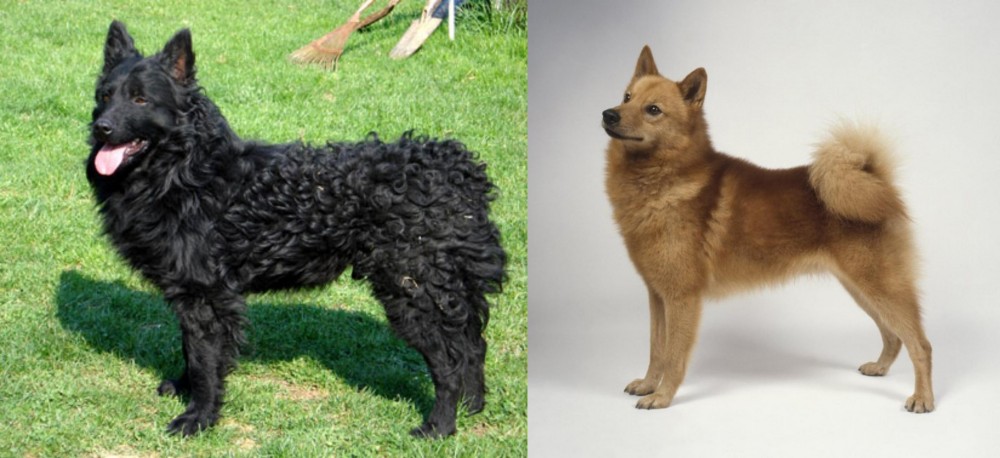 Finnish Spitz vs Croatian Sheepdog - Breed Comparison