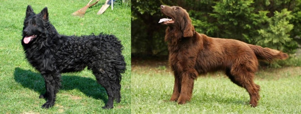 Flat-Coated Retriever vs Croatian Sheepdog - Breed Comparison