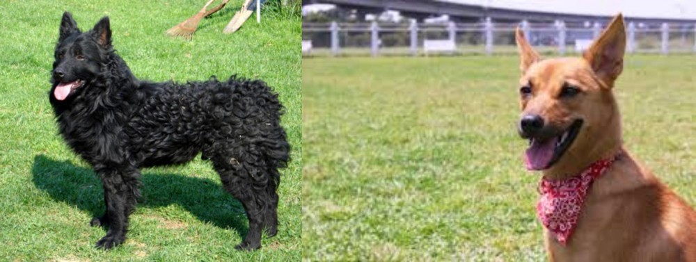 Formosan Mountain Dog vs Croatian Sheepdog - Breed Comparison