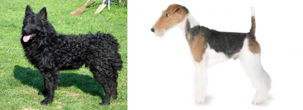 Fox Terrier vs Croatian Sheepdog - Breed Comparison
