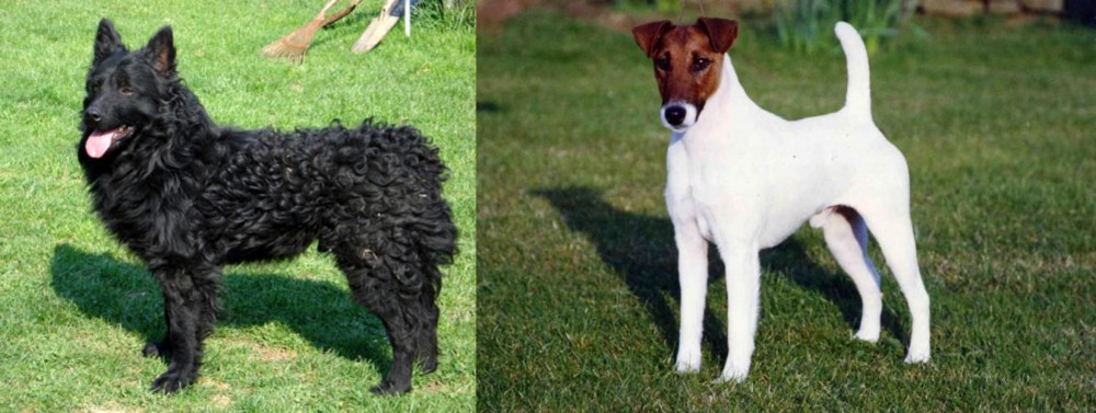 Fox Terrier (Smooth) vs Croatian Sheepdog - Breed Comparison