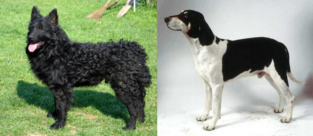 Francais Blanc et Noir vs Croatian Sheepdog - Breed Comparison
