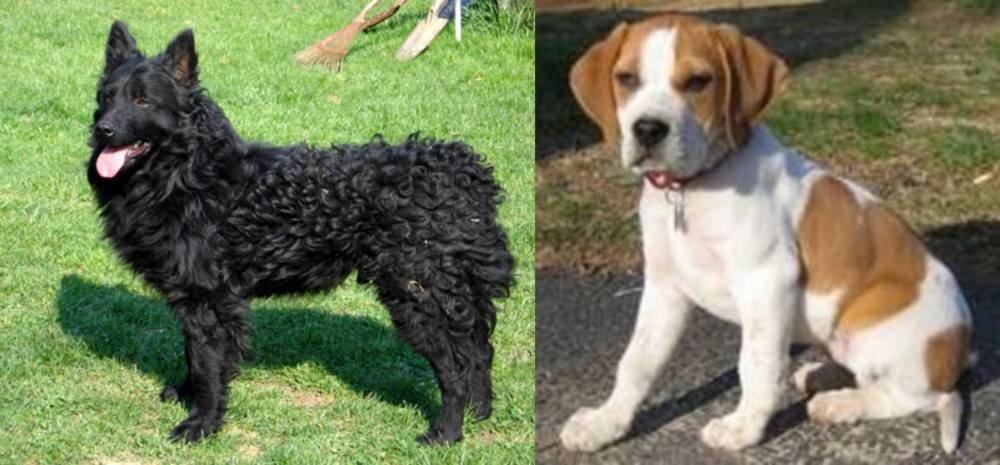 Francais Blanc et Orange vs Croatian Sheepdog - Breed Comparison