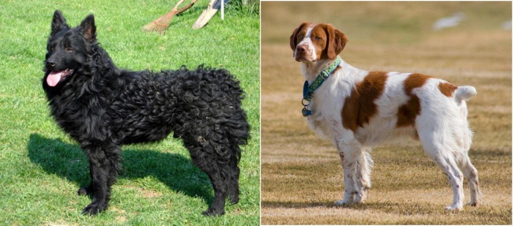 French Brittany vs Croatian Sheepdog - Breed Comparison