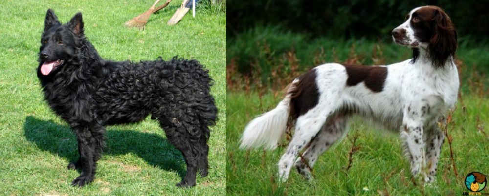 French Spaniel vs Croatian Sheepdog - Breed Comparison