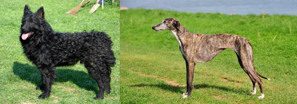 Galgo Espanol vs Croatian Sheepdog - Breed Comparison