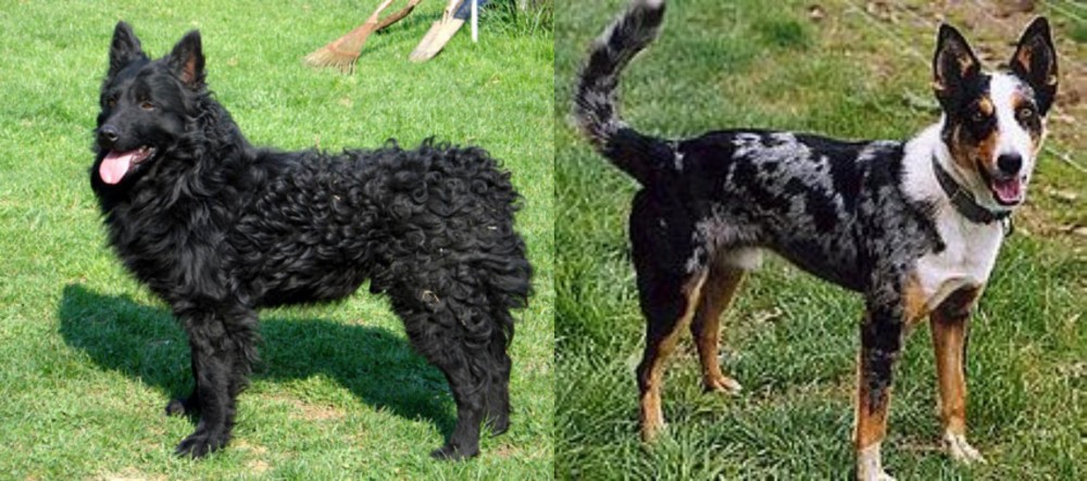 German Coolie vs Croatian Sheepdog - Breed Comparison