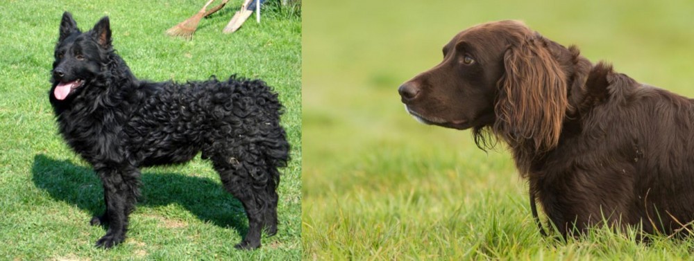 German Longhaired Pointer vs Croatian Sheepdog - Breed Comparison