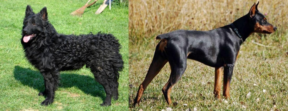 German Pinscher vs Croatian Sheepdog - Breed Comparison