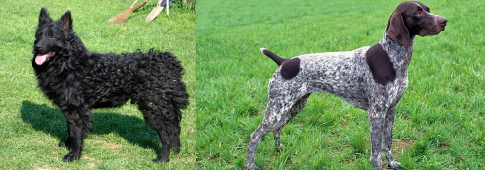 German Shorthaired Pointer vs Croatian Sheepdog - Breed Comparison