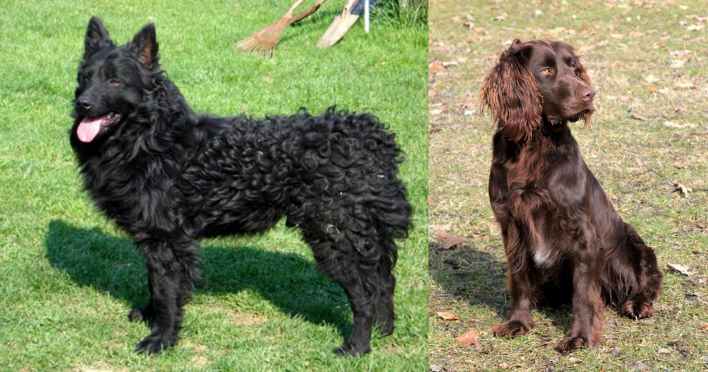 German Spaniel vs Croatian Sheepdog - Breed Comparison