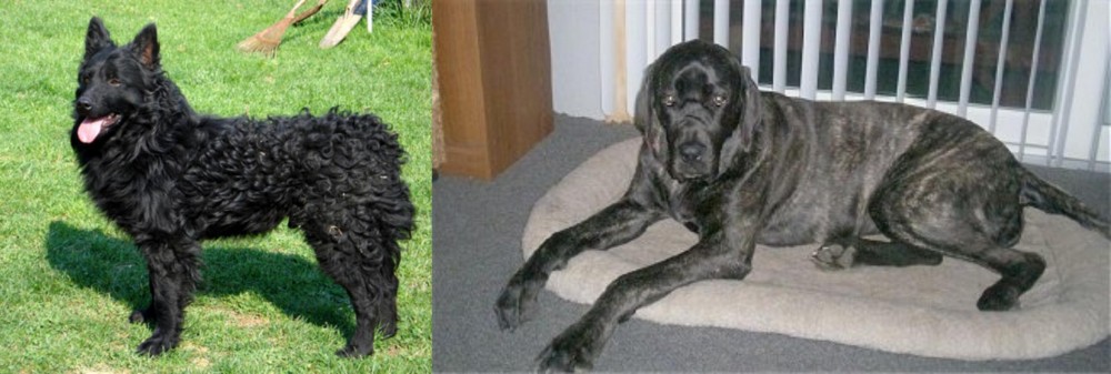 Giant Maso Mastiff vs Croatian Sheepdog - Breed Comparison