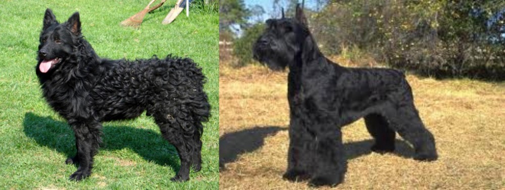 Giant Schnauzer vs Croatian Sheepdog - Breed Comparison