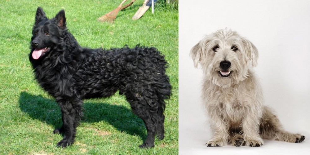 Glen of Imaal Terrier vs Croatian Sheepdog - Breed Comparison