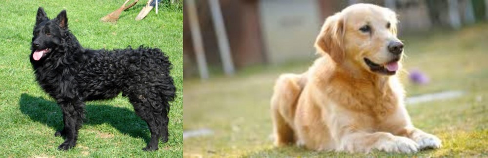 Goldador vs Croatian Sheepdog - Breed Comparison
