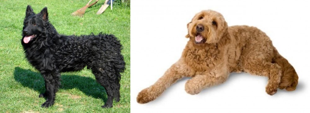 Golden Doodle vs Croatian Sheepdog - Breed Comparison
