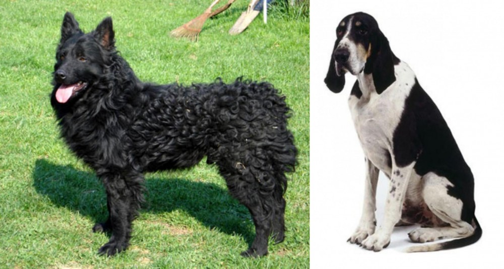 Grand Anglo-Francais Blanc et Noir vs Croatian Sheepdog - Breed Comparison
