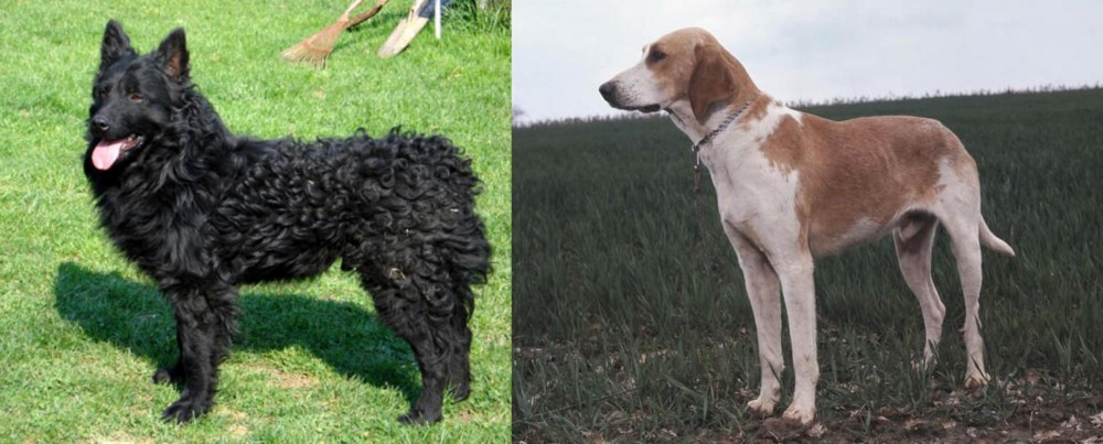 Grand Anglo-Francais Blanc et Orange vs Croatian Sheepdog - Breed Comparison