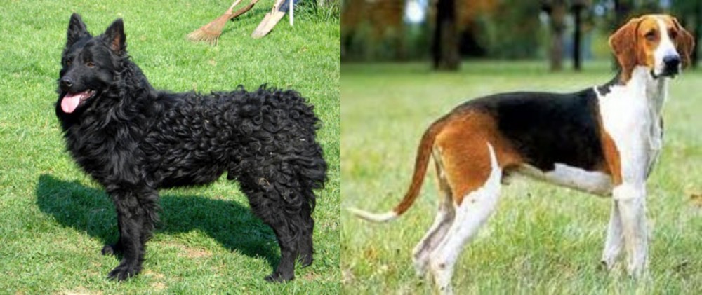 Grand Anglo-Francais Tricolore vs Croatian Sheepdog - Breed Comparison