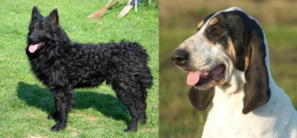Grand Gascon Saintongeois vs Croatian Sheepdog - Breed Comparison