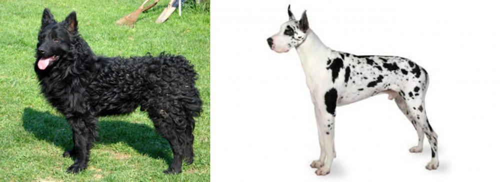 Great Dane vs Croatian Sheepdog - Breed Comparison