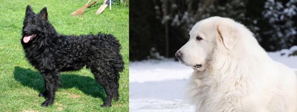 Great Pyrenees vs Croatian Sheepdog - Breed Comparison