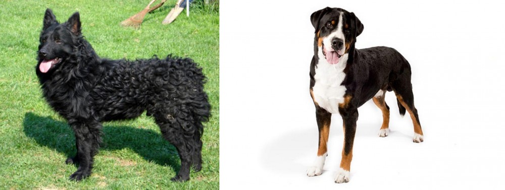 Greater Swiss Mountain Dog vs Croatian Sheepdog - Breed Comparison