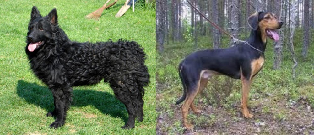 Greek Harehound vs Croatian Sheepdog - Breed Comparison